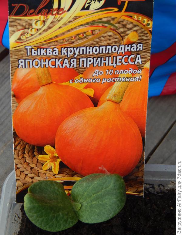 Первый всход в маленьким настоящим листиком