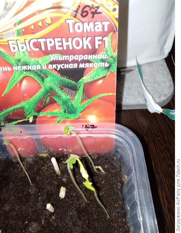 Первые листья после форс-мажора