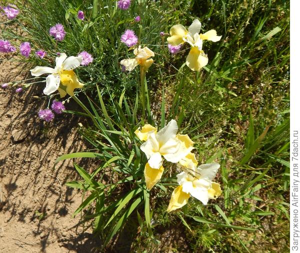 В окмпании с гвоздикой-травянкой