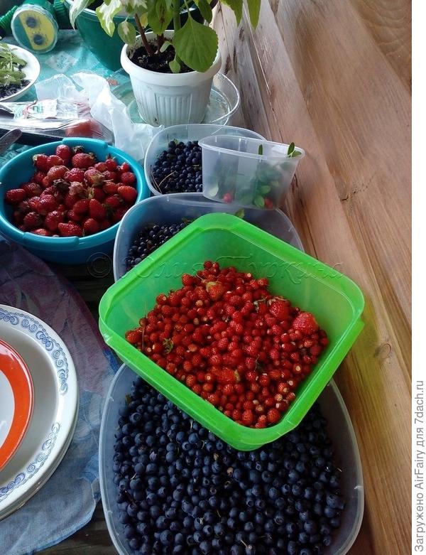 Ягодное изобилие