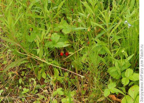 Земляничка