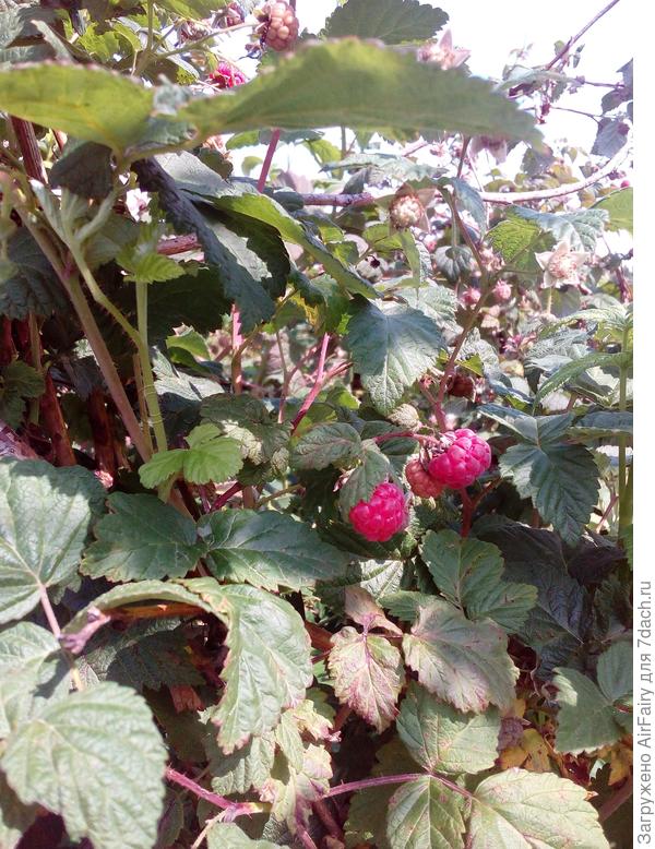 ....и ягода-малинка, ту..ту...ту....