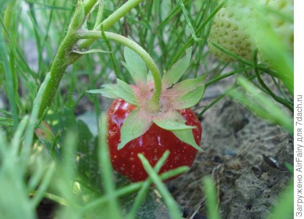 Застенчива