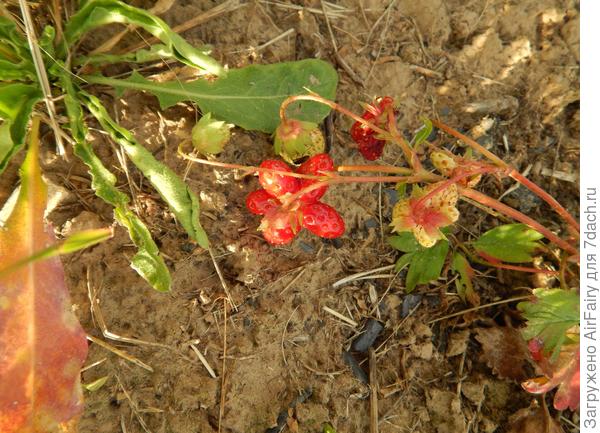 Чудо-дивное