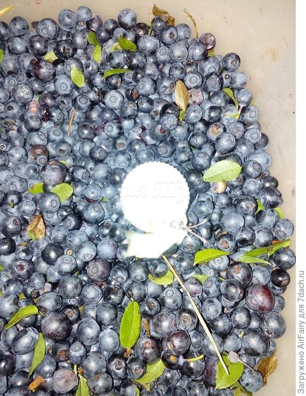 Белоснежный мотылек уснул в чернике)