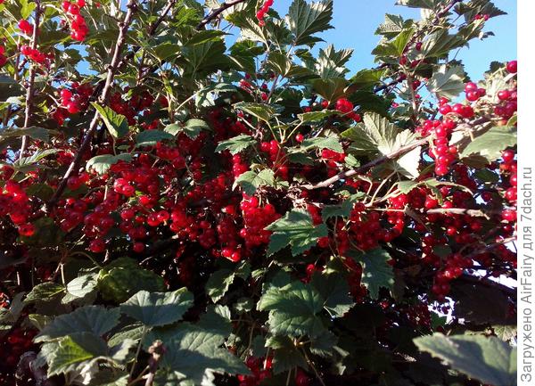 Мамина гордость - смородина красная.....