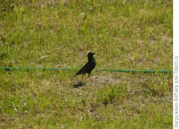 Гости рано по утру