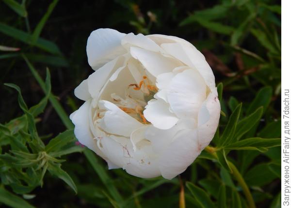 От жары пионы сникли