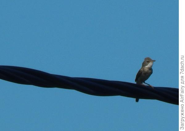 По утру льются трели на ветру