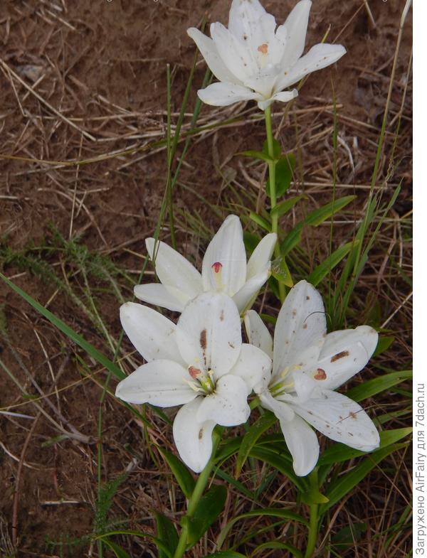 Белоснежным покрывалом начинается июль