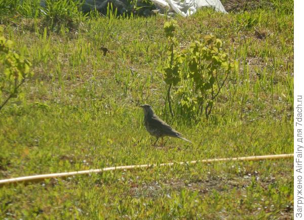 Затевают чехарду