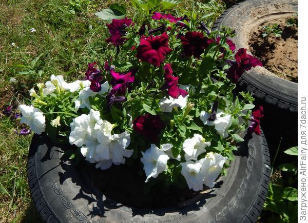 И с утра, до самого сна радует нас цветочная красота!