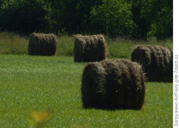 Снопы на лугу растут по утру.
