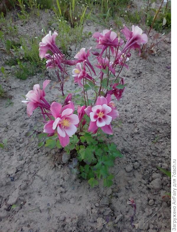 Аквилегия распустилась немножко