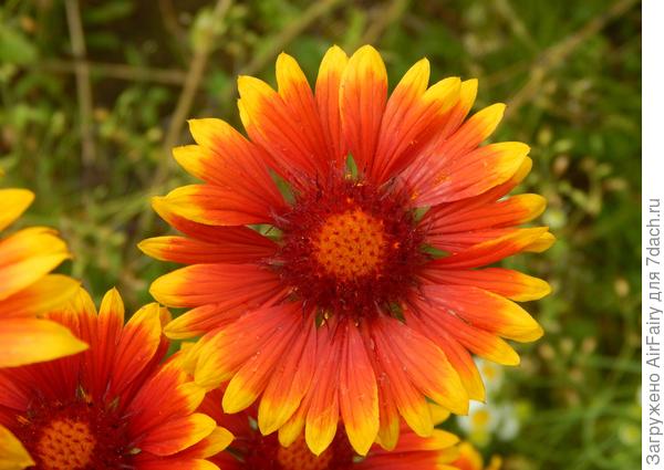 Сквозь сосновую ширму, гайлардия шлет солнечный привет