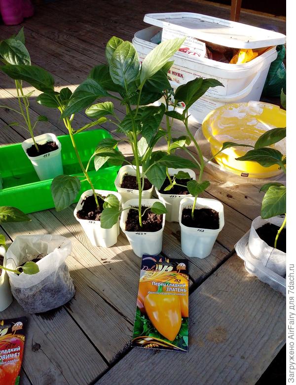 Перец "Златень" (5 шт.) перед посадкой, 27 мая 2021 г.
