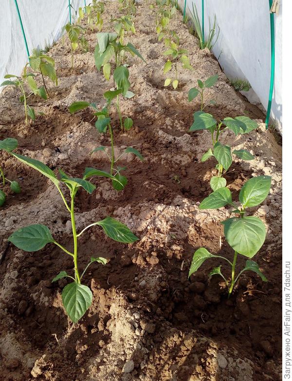 Перцовый дом