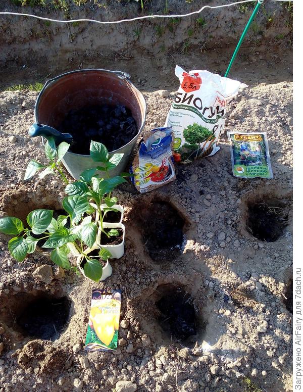 Готовим лунки под посадку перца "Златень" (примерка)