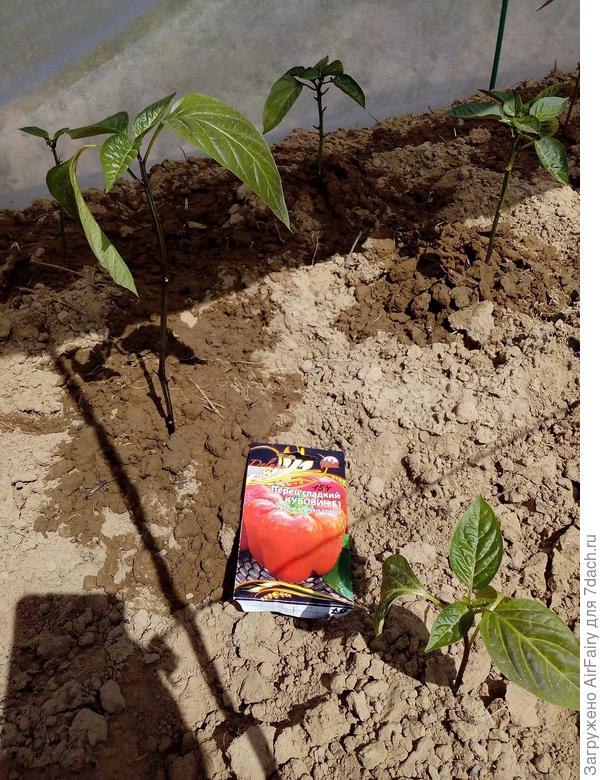 Перец "Кубович F1", 11 июня 2021 г.