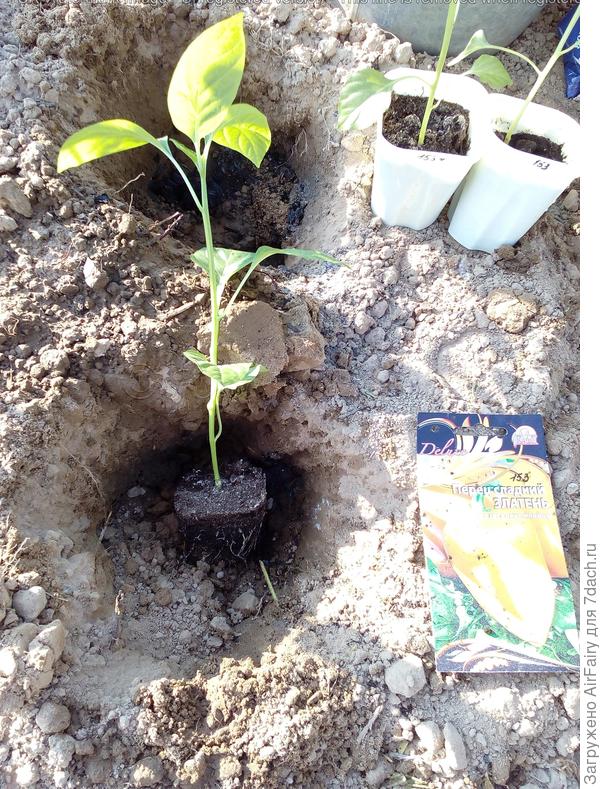 Размещаем в лунке