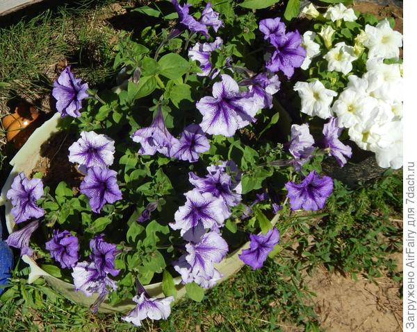 Петунии изнывают от жары