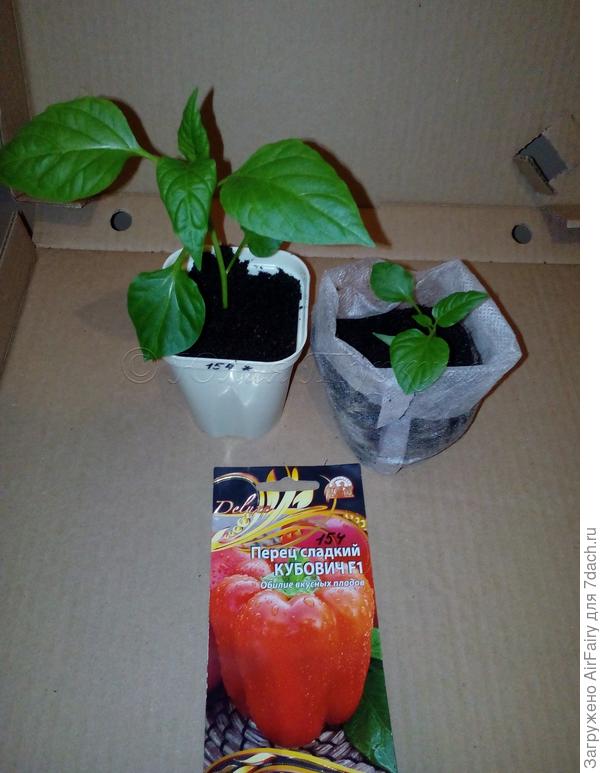 Перец "Кубович F1", 4 мая 2021 г.