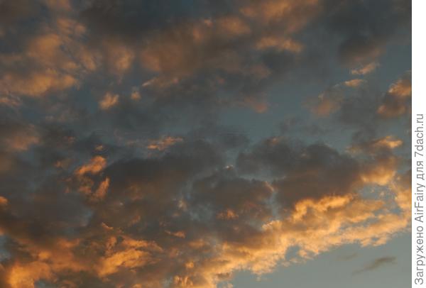 Закатные пушистики