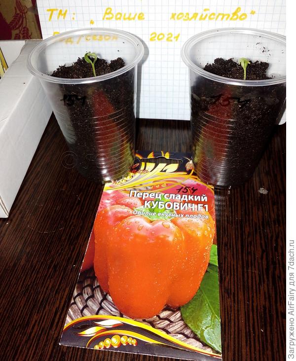 Перец "Кубович F1": перевалка 5 апреля