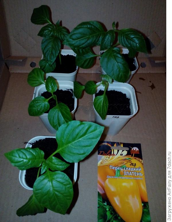 Перец "Златень", 4 мая 2021 г.