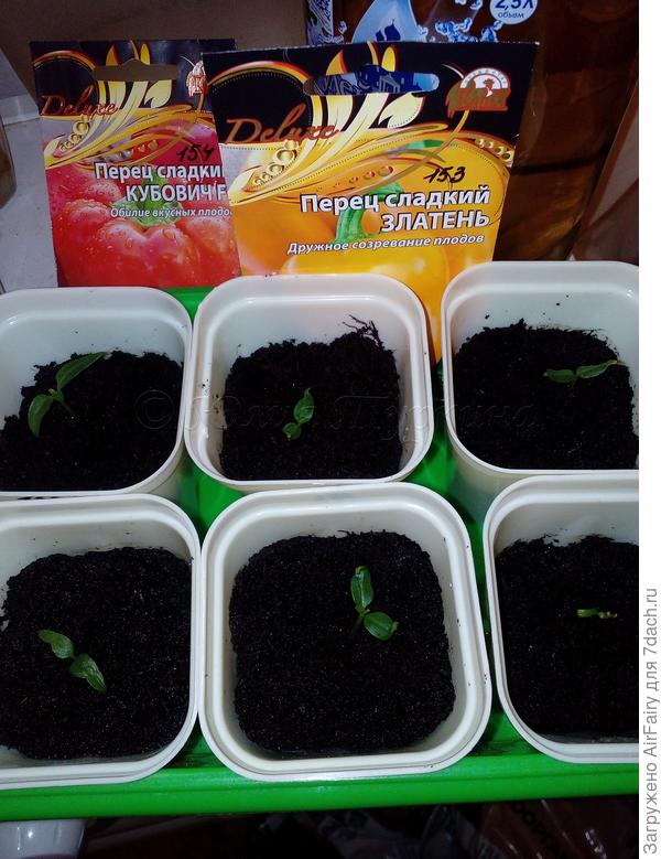 Перец "Златень": перевалка 1 апреля