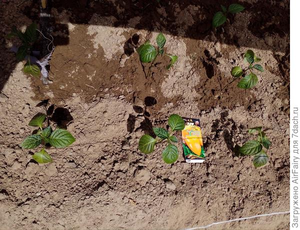 Перец "Златень": дорога в жизнь