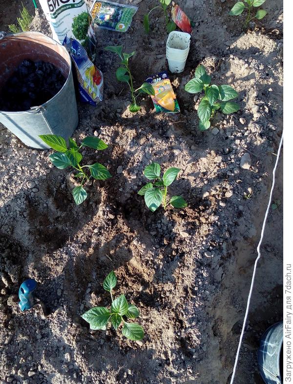 Перец "Златень": каждый в своем домике