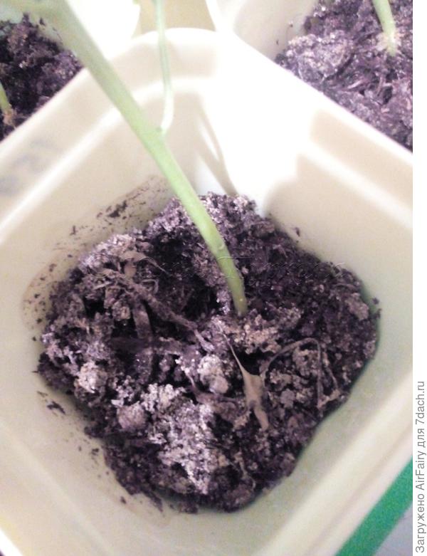 Белесый налет на поверхности грунта