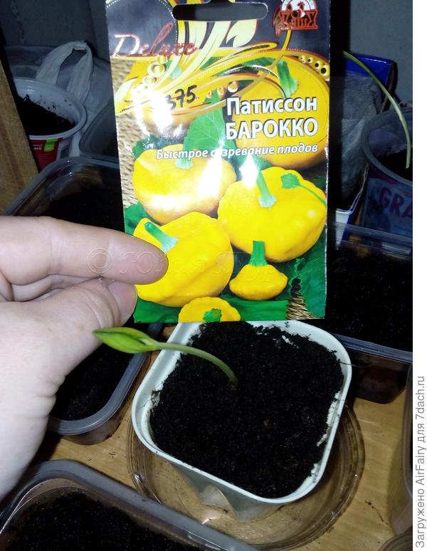 Патиссон "Барокко": первый всход