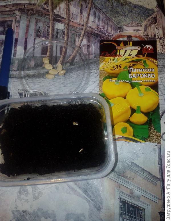 Патиссон "Бароко": добровольцы