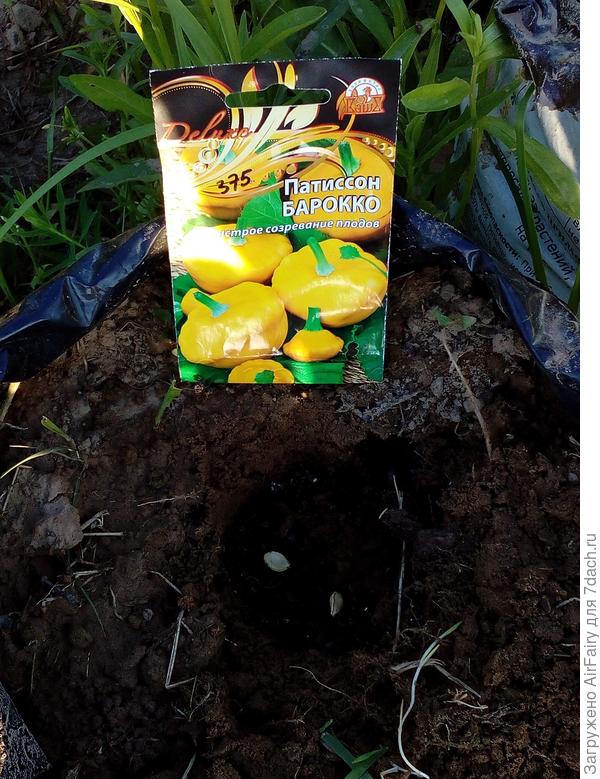 Патиссон "Барокко": "мешочный" посев
