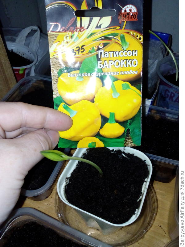 Патиссон "Барокко" (посев от 25 мая 2021 г.)