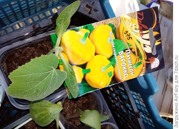 Патиссон "Барокко": второй кустик - 22 июня