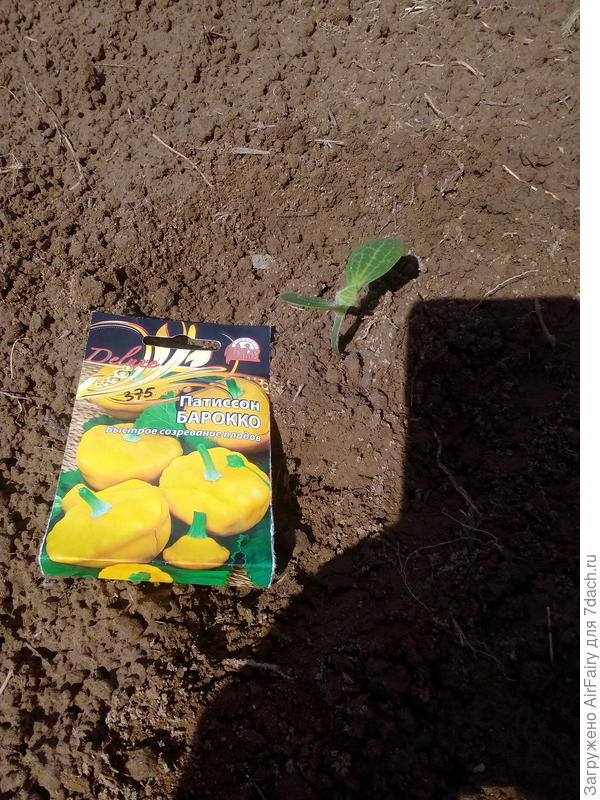 Патиссон "Барокко": переезд на ПМЖ, 15 июня 2021 г.