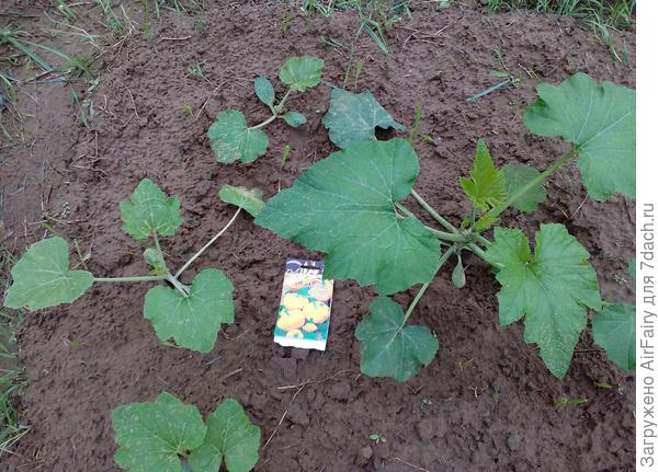 Патиссон "Барокко", 2 июля 2021 г.