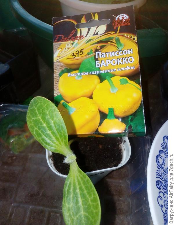 Патиссон "Барокко": закладывание первого листика
