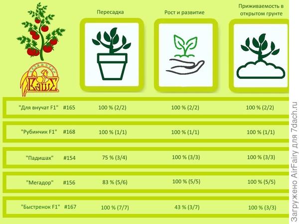 Сводка по приживаемости томатов, начиная с момента перевалки, плавно переходя высадку в открытый грунт и спустя неделю после высадки