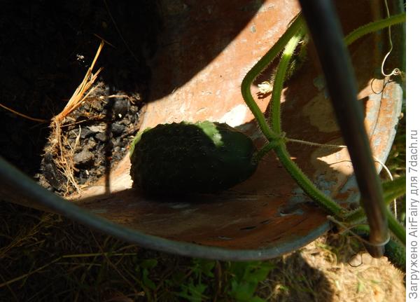 Притаился....огурец-шпион...