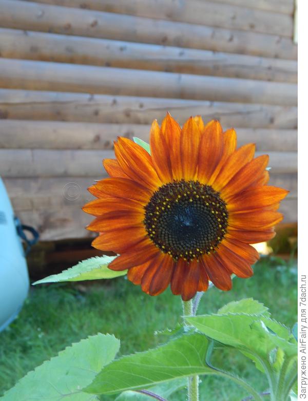 Расцвел декоративный подсолнечник