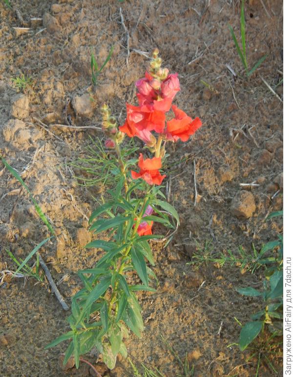 По идее задумывались фиалки...