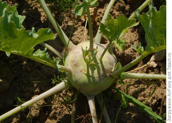 Чуто к передержали кольраби, зато пока вытаскивали, сказу про репку вспомнили, посмеялись