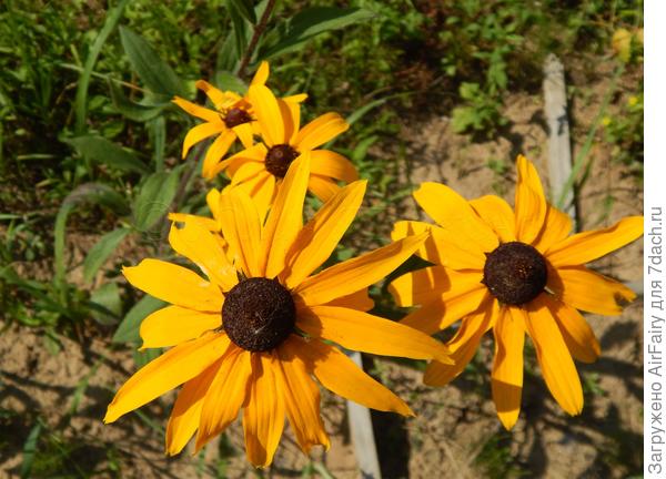 Цветочные трюфеля