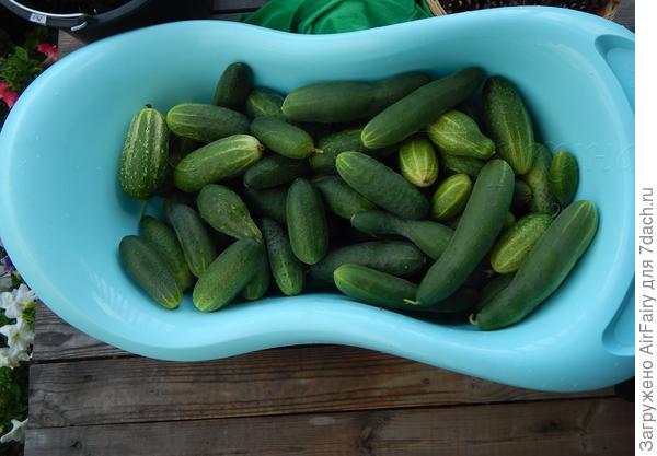 Тот момент, когда на даче закончилась тара....