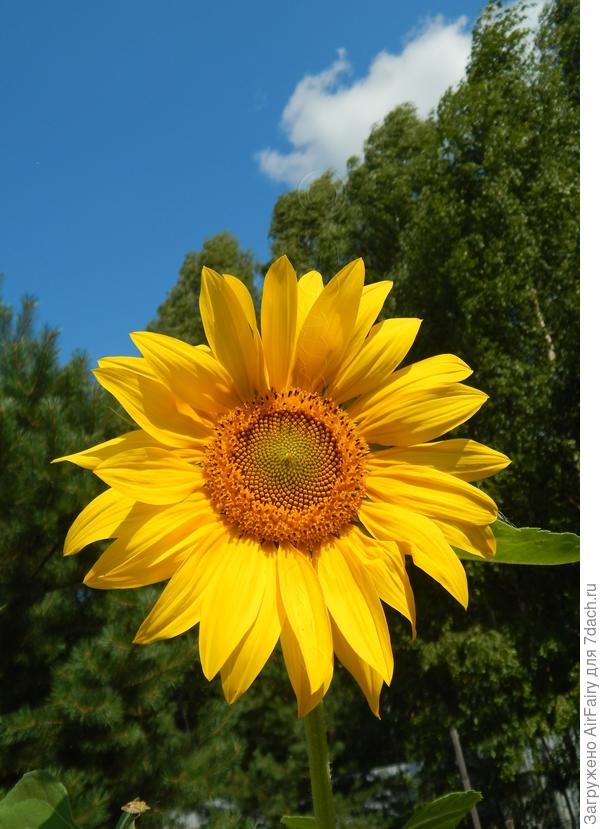 Подсолнечники уже опустили голову