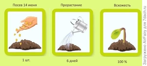 Тест на всхожесть: посев в открытый грунт